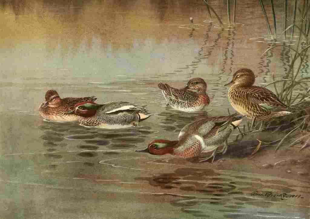 Fuertes Ducks 1925 Teal A4 Photo Print