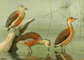 Fuertes Ducks 1925 Tree Ducks 2 A4 Photo Print