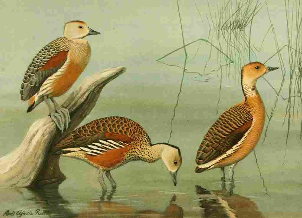 Fuertes Ducks 1925 Tree Ducks 2 A4 Photo Print