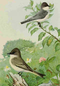 Fuertes Fisheries NY 1899 Kingbird & Phoebe A4 Photo Print