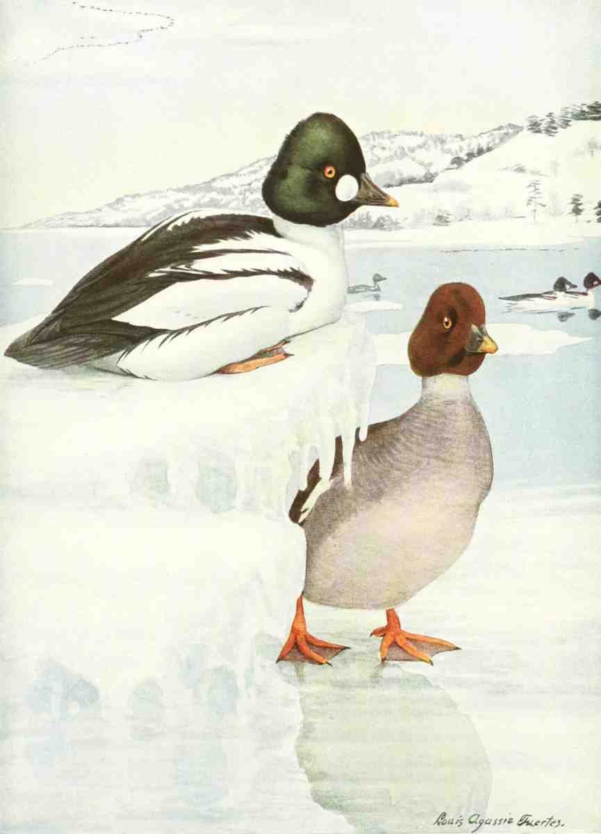 Fuertes LA 1874 1927 Birds of America 1923 American Golden eye A4 Photo Print