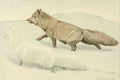 Fuertes LA 1874 1927 Wild Animals of North America 1918 Arctic Foxes A4 Photo Print