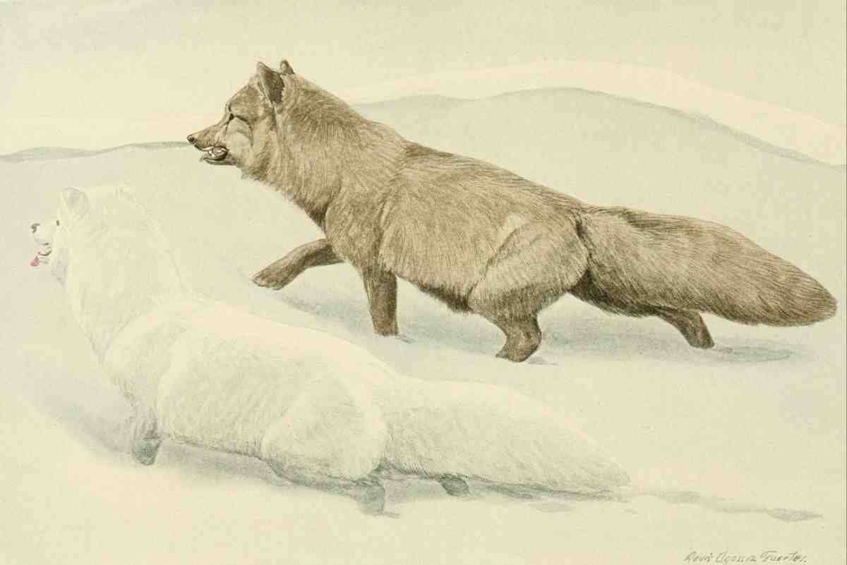 Fuertes LA 1874 1927 Wild Animals of North America 1918 Arctic Foxes A4 Photo Print