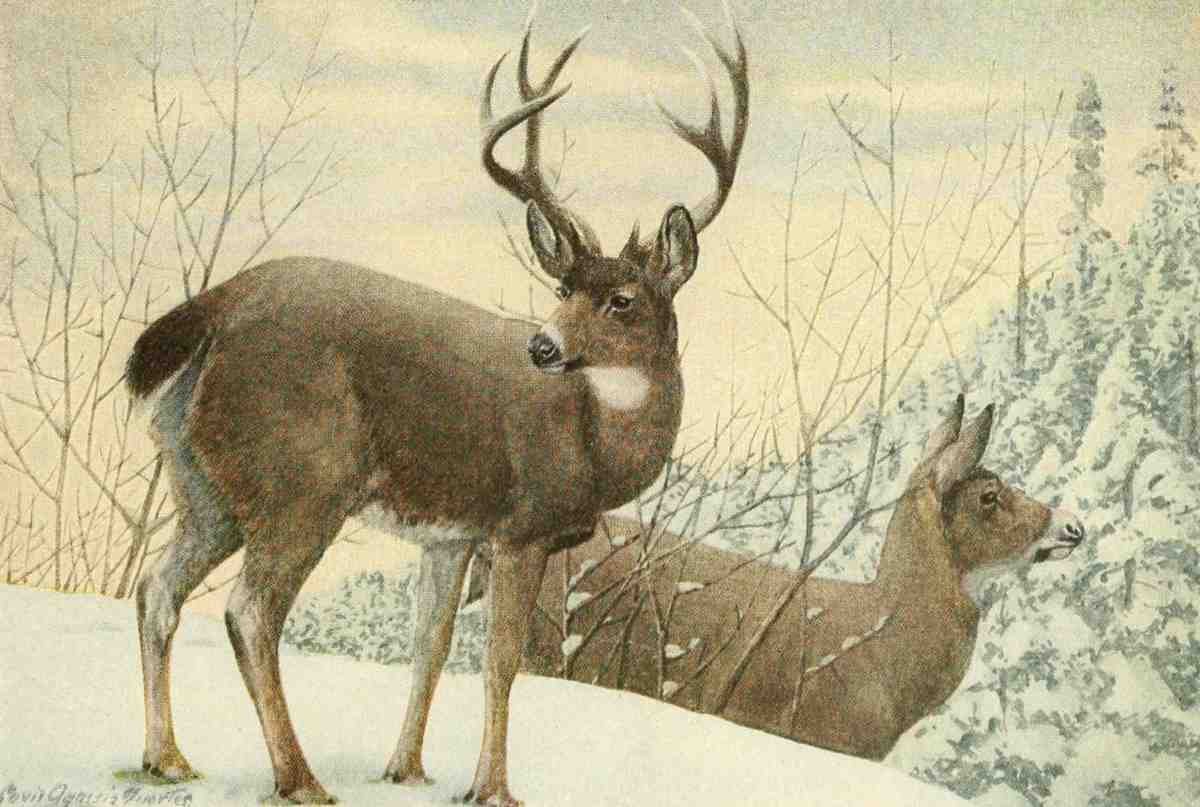 Fuertes LA 1874 1927 Wild Animals of North America 1918 Black Tailed Deer A4 Photo Print