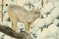 Fuertes LA 1874 1927 Wild Animals of North America 1918 Canada Lynx A4 Photo Print