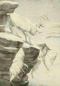 Fuertes LA 1874 1927 Wild Animals of North America 1918 Peary Caribou and Arctic Wolf A4 Photo Print