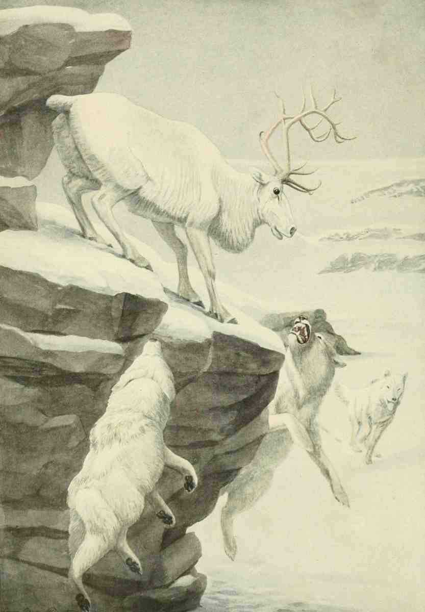 Fuertes LA 1874 1927 Wild Animals of North America 1918 Peary Caribou and Arctic Wolf A4 Photo Print