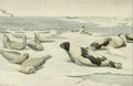 Fuertes LA 1874 1927 Wild Animals of North America 1918 Seals A4 Photo Print
