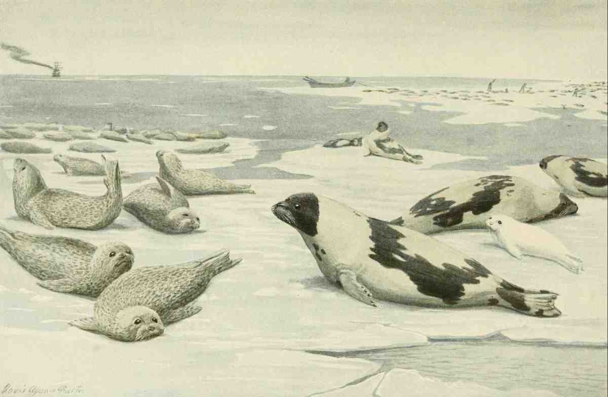 Fuertes LA 1874 1927 Wild Animals of North America 1918 Seals A4 Photo Print
