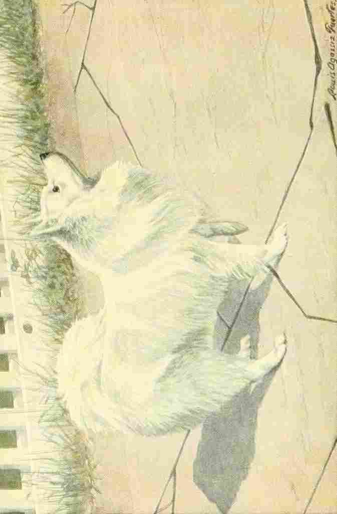 Fuertes Louis Agassiz 1874 1927 Book of Dogs 1919 Spitz A4 Photo Print