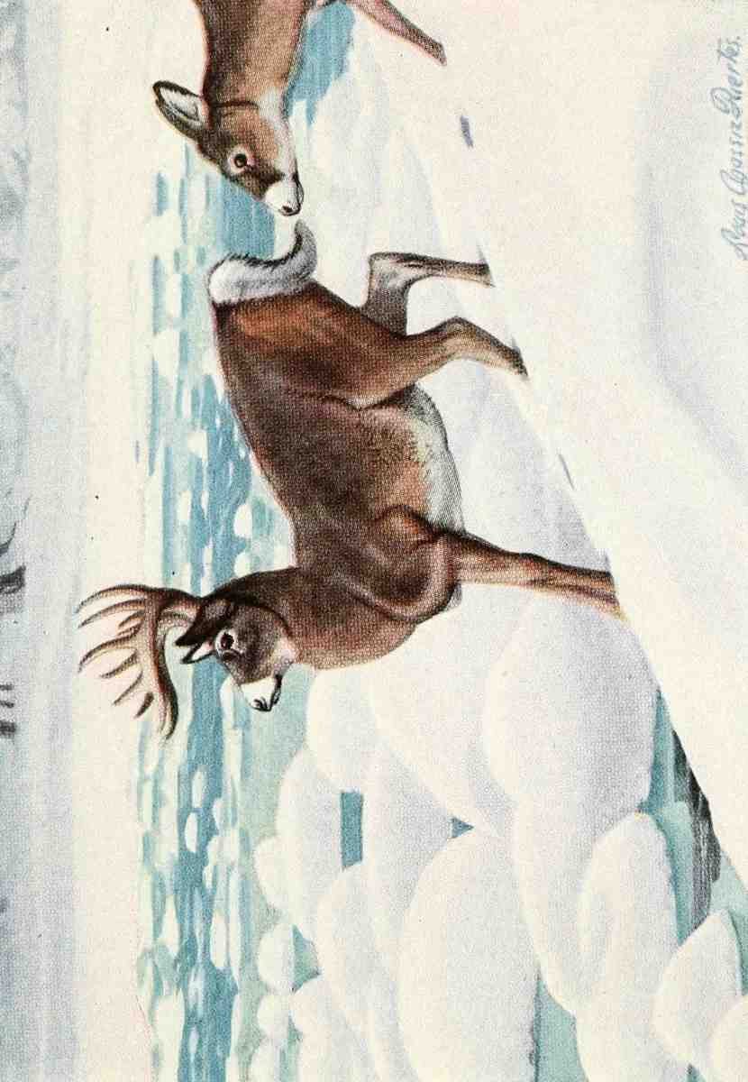 Fuertes Louis Agassiz 1874 1927 Burgess Animal Book for Children 1920 Deer A4 Photo Print