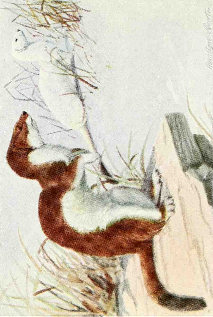 Fuertes Louis Agassiz 1874 1927 Burgess Animal Book for Children 1920 Weasel A4 Photo Print