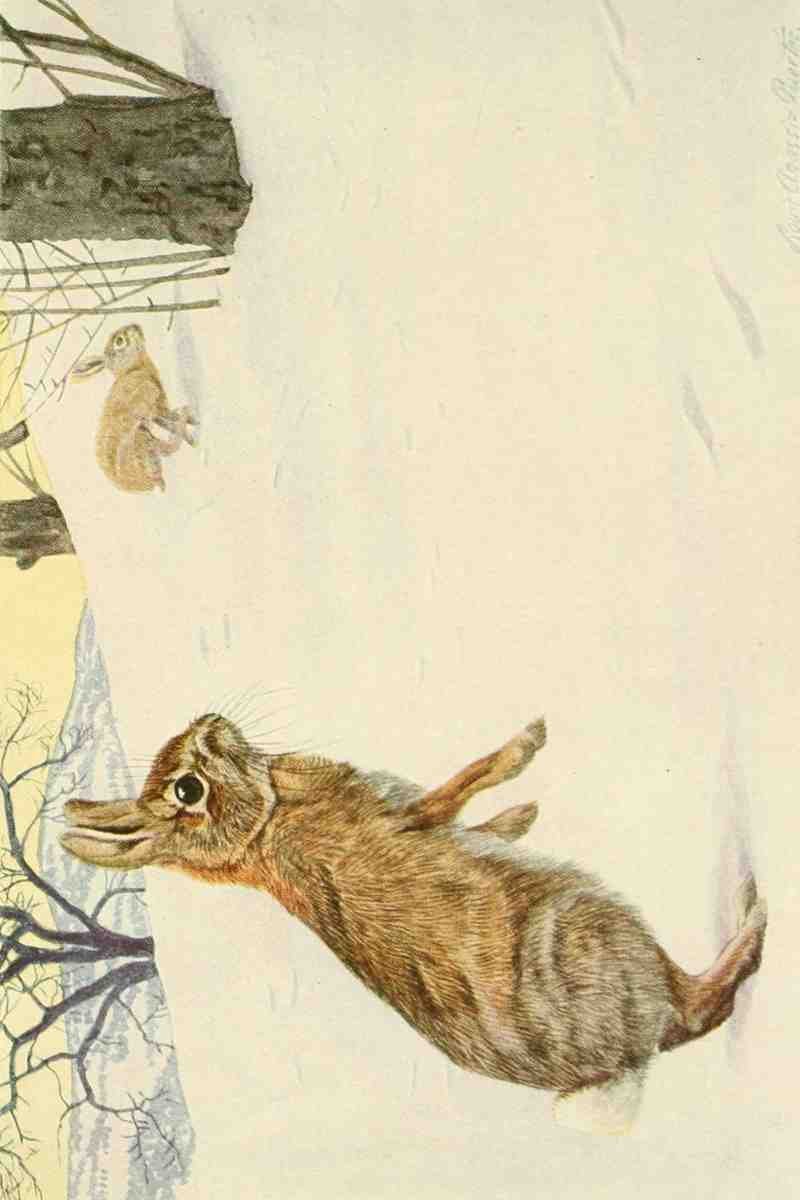 Fuertes Louis Agassiz 1874 1927 Wild Animals of North America 1918 Cottontail Rabbit A4 Photo Print