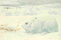 Fuertes Louis Agassiz 1918 Arctic Hare A4 Photo Print