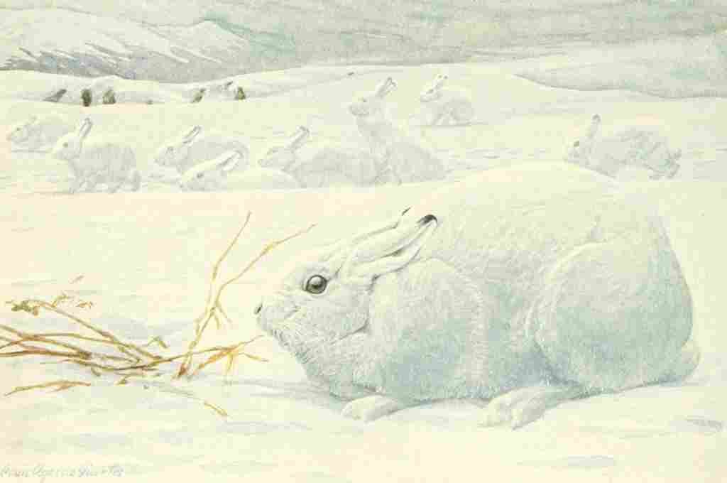 Fuertes Louis Agassiz 1918 Arctic Hare A4 Photo Print