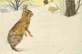 Fuertes Louis Agassiz 1918 Cottontail Rabbit A4 Photo Print