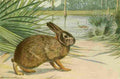 Fuertes Louis Agassiz 1918 Marsh Rabbit A4 Photo Print