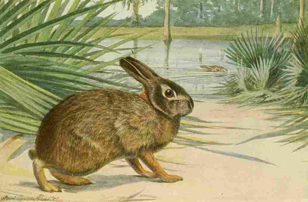 Fuertes Louis Agassiz 1918 Marsh Rabbit A4 Photo Print