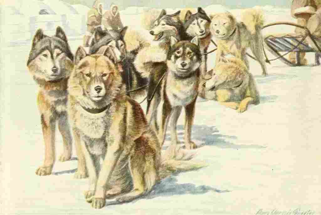 Fuertes Louis Agassiz 1919 Alaskan Eskimo Dogs A4 Photo Print