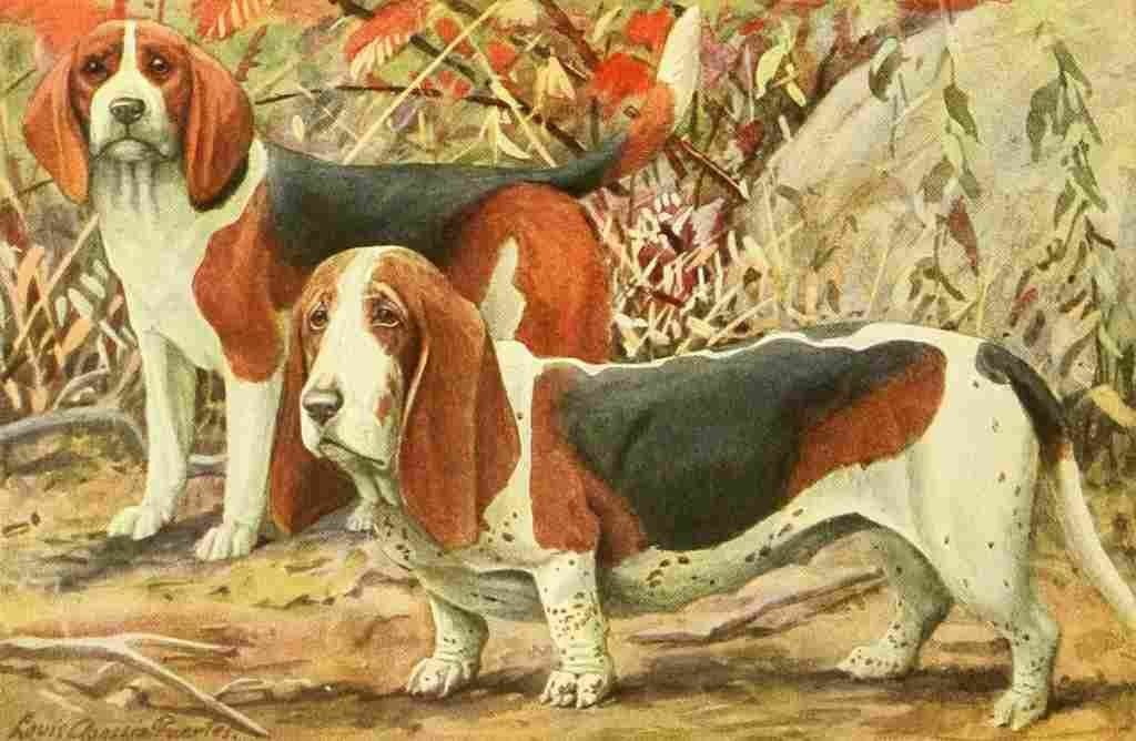 Fuertes Louis Agassiz 1919 Beagle & Bassett A4 Photo Print