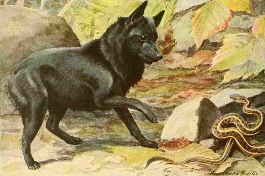 Fuertes Louis Agassiz 1919 Belgian Schipperke A4 Photo Print