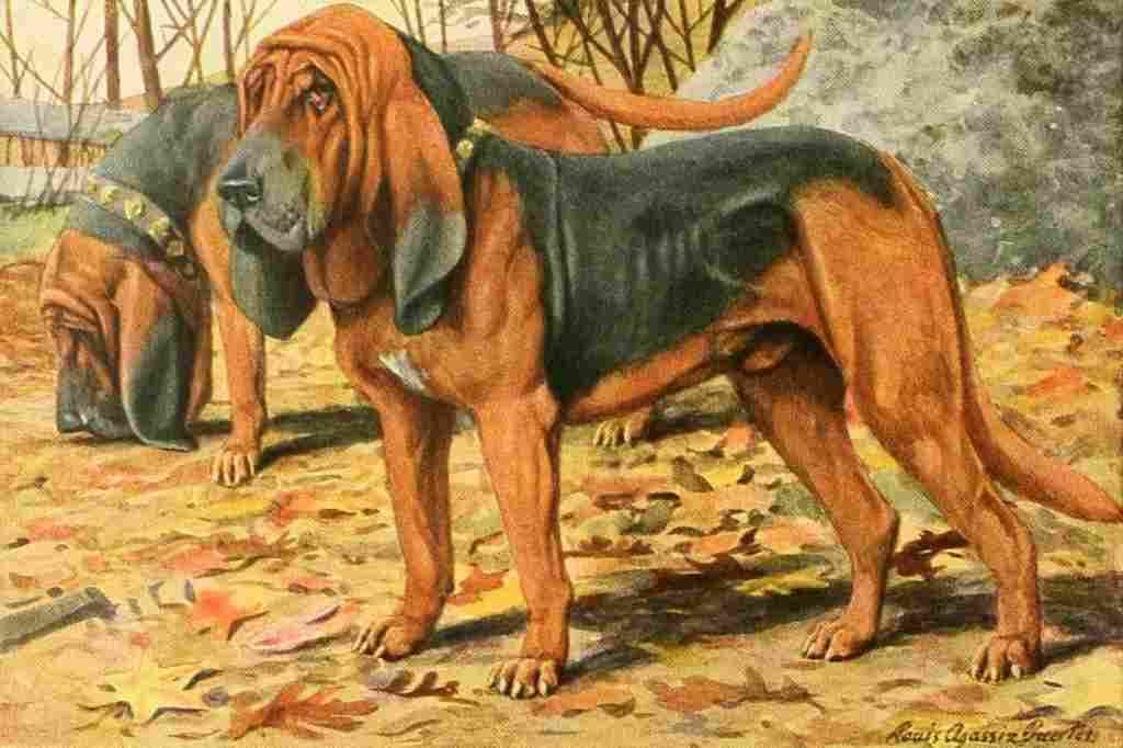 Fuertes Louis Agassiz 1919 Bloodhounds A4 Photo Print