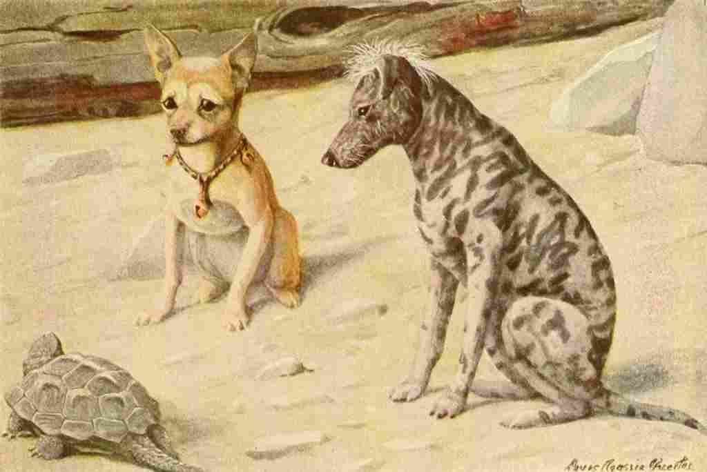 Fuertes Louis Agassiz 1919 Chihuahua & Mexican Hairless A4 Photo Print