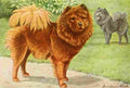Fuertes Louis Agassiz 1919 Chow chow A4 Photo Print