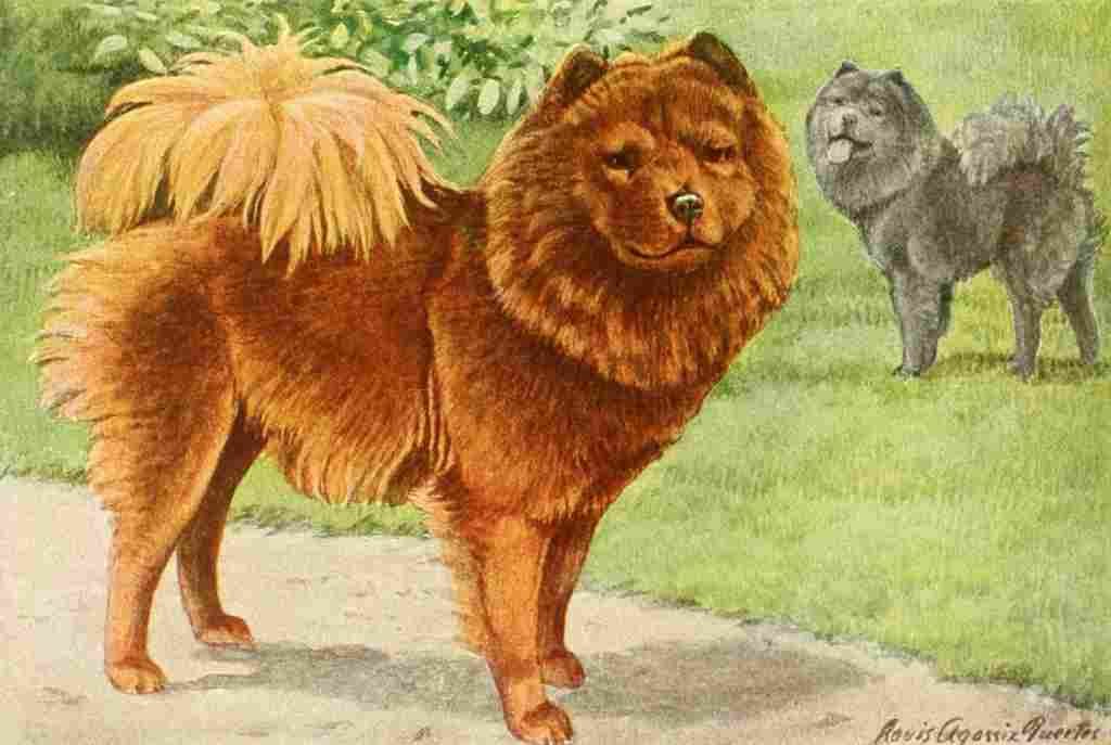 Fuertes Louis Agassiz 1919 Chow chow A4 Photo Print