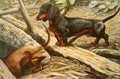 Fuertes Louis Agassiz 1919 Dachsund A4 Photo Print
