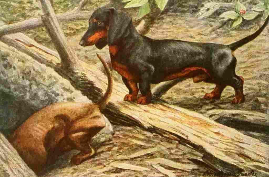Fuertes Louis Agassiz 1919 Dachsund A4 Photo Print