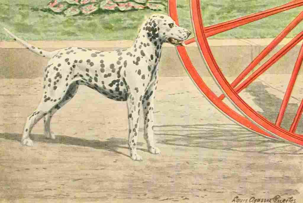 Fuertes Louis Agassiz 1919 Dalmation A4 Photo Print