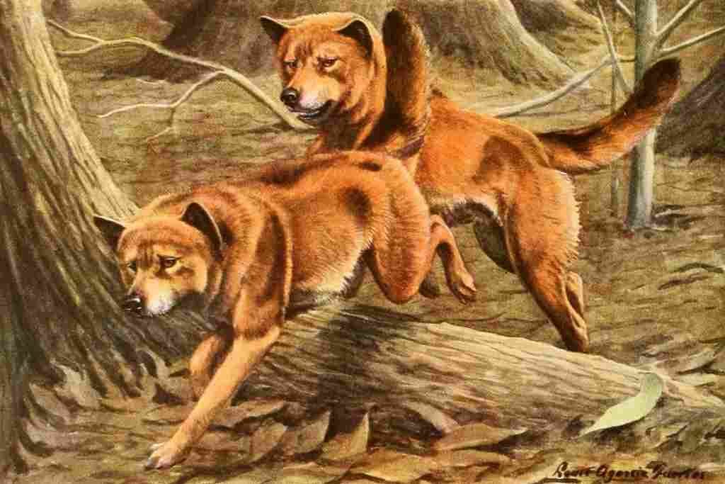 Fuertes Louis Agassiz 1919 Dingo A4 Photo Print