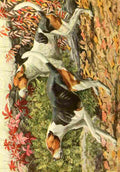 Fuertes Louis Agassiz 1919 English & American Foxhounds A4 Photo Print