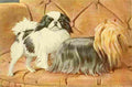 Fuertes Louis Agassiz 1919 Japanese Spaniel & Yorkshire Terrier A4 Photo Print