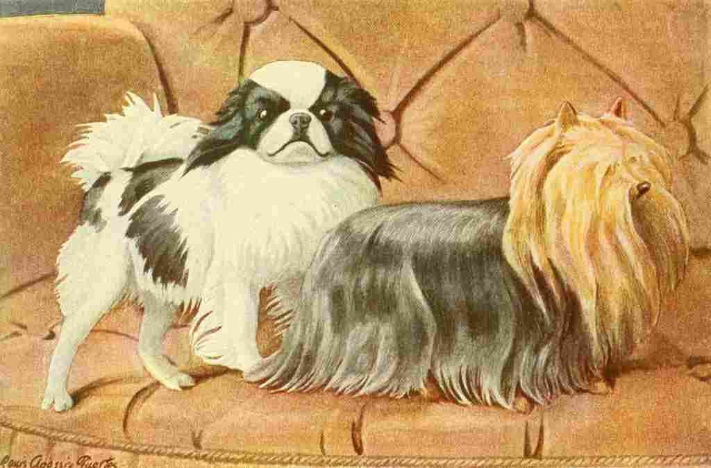 Fuertes Louis Agassiz 1919 Japanese Spaniel & Yorkshire Terrier A4 Photo Print