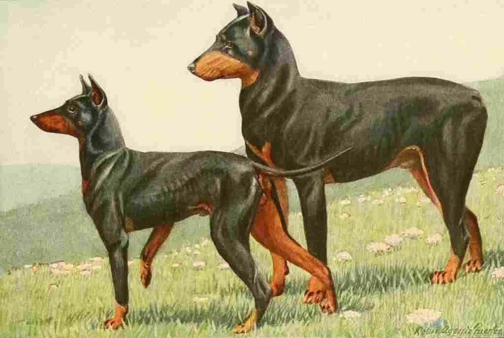 Fuertes Louis Agassiz 1919 Manchester Terrier & Doberman A4 Photo Print