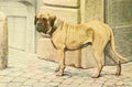 Fuertes Louis Agassiz 1919 Mastiff A4 Photo Print