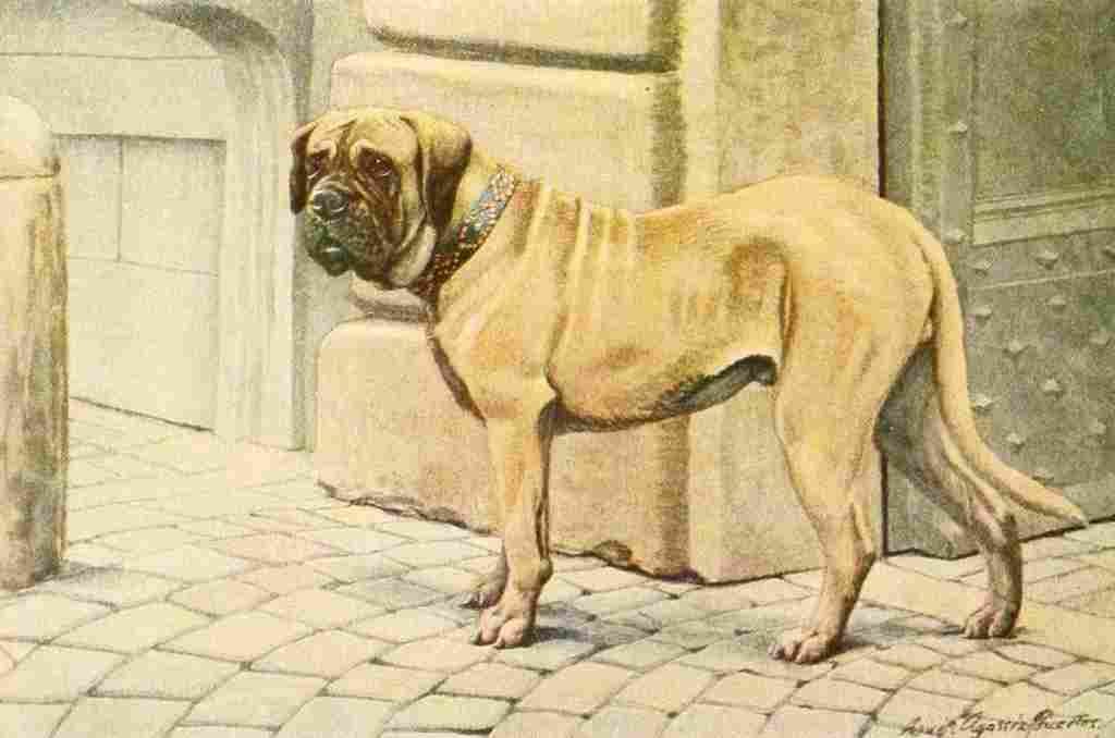 Fuertes Louis Agassiz 1919 Mastiff A4 Photo Print