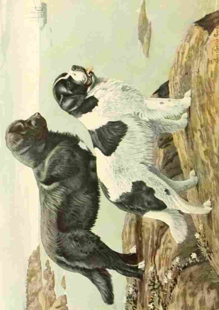 Fuertes Louis Agassiz 1919 Newfoundlands A4 Photo Print