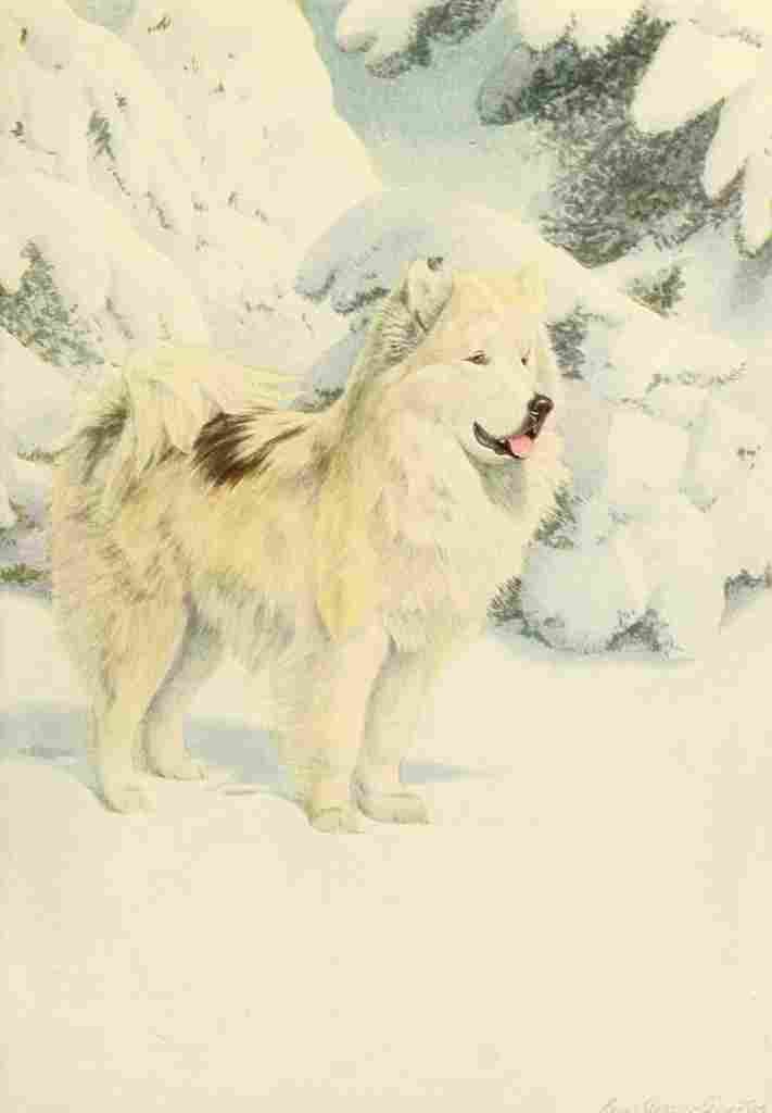 Fuertes Louis Agassiz 1919 North Greenland Eskimo A4 Photo Print
