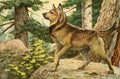 Fuertes Louis Agassiz 1919 Norwegian Elkhound A4 Photo Print