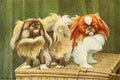 Fuertes Louis Agassiz 1919 Pekinese A4 Photo Print