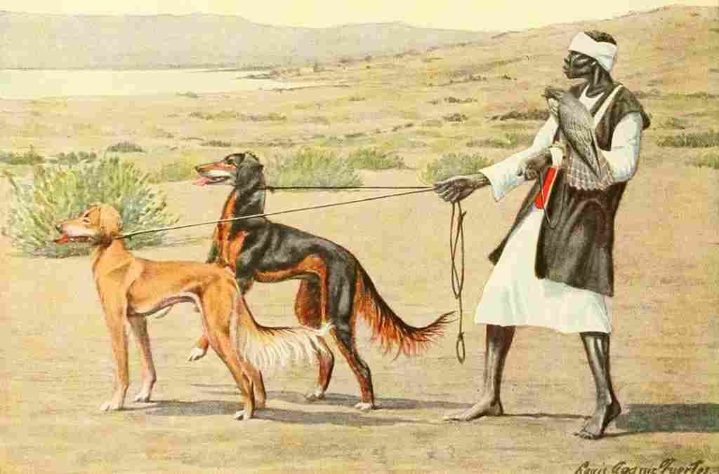 Fuertes Louis Agassiz 1919 Persian Gazellehound A4 Photo Print