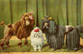 Fuertes Louis Agassiz 1919 Poodles A4 Photo Print