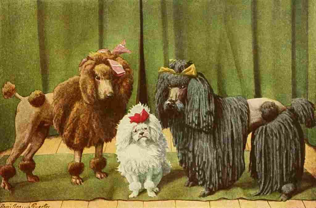 Fuertes Louis Agassiz 1919 Poodles A4 Photo Print