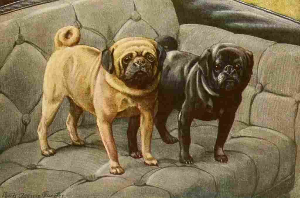 Fuertes Louis Agassiz 1919 Pugs A4 Photo Print