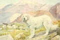 Fuertes Louis Agassiz 1919 Pyrenean Sheep dog A4 Photo Print