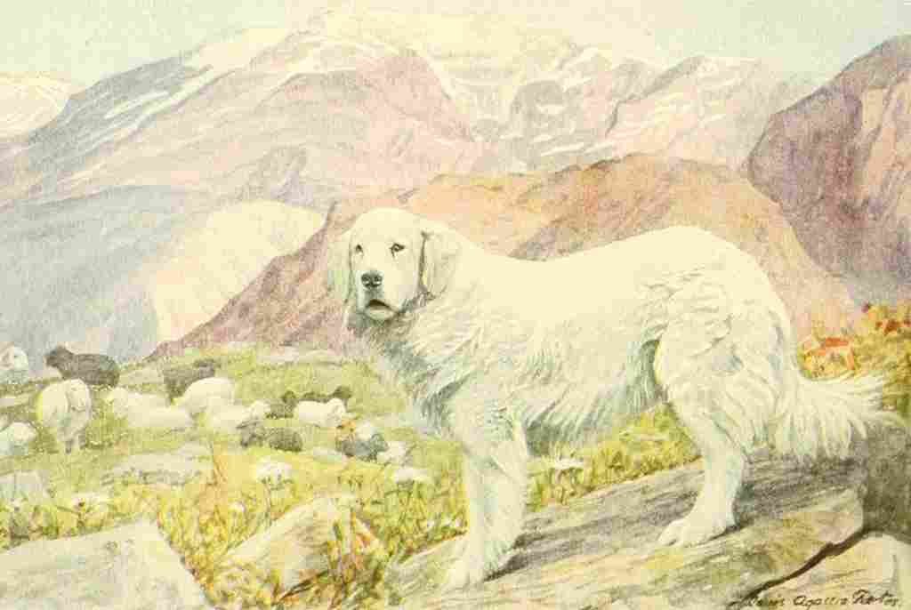 Fuertes Louis Agassiz 1919 Pyrenean Sheep dog A4 Photo Print