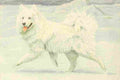 Fuertes Louis Agassiz 1919 Samoyed A4 Photo Print